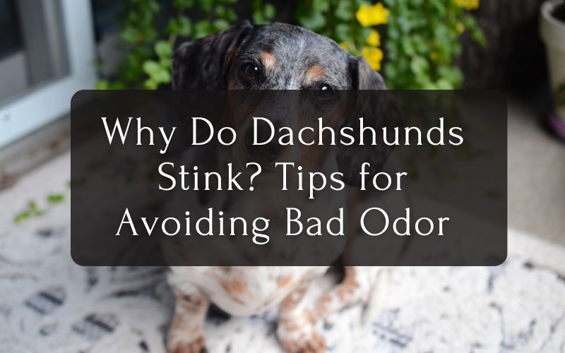 Why Do Dachshunds Stink Tips for Avoiding Bad Odor