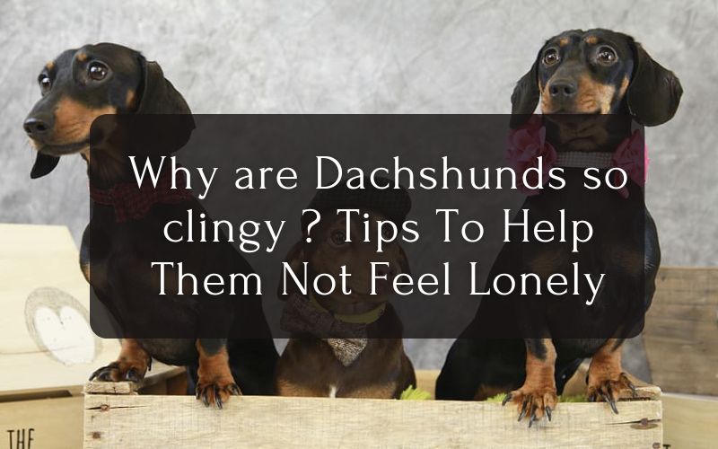 Why are Dachshunds so clingy Tips To Help Them Not Feel Lonely