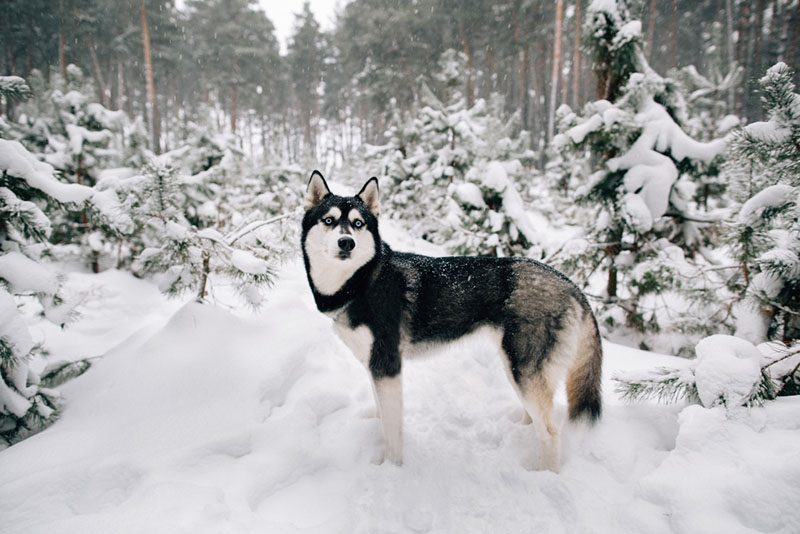 You can find Siberian Huskies in many colors.