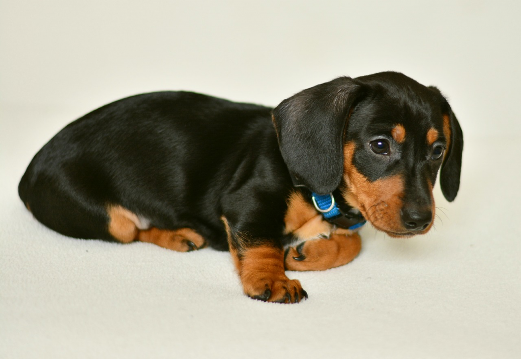How Much Should I Pay For A Dachshund? 