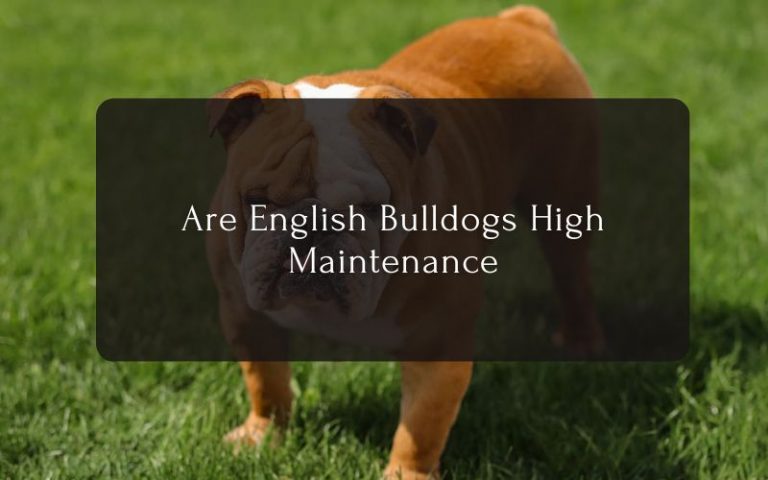 Are English bulldogs high maintenance