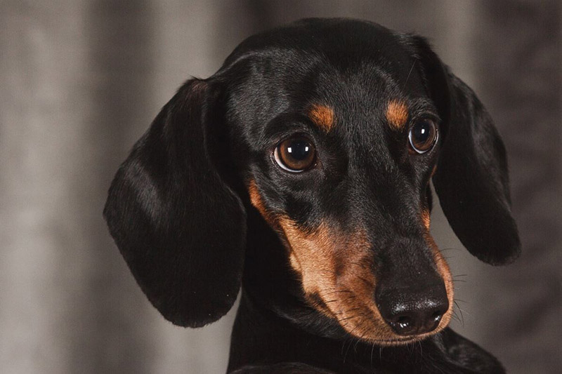 Black Dachshunds Surprising Reasons: Why Dachshunds Are The Worst Breed?