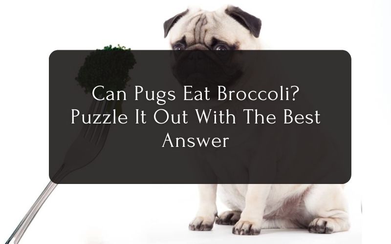 Can Pugs Eat Broccoli Puzzle It Out With The Best Answer