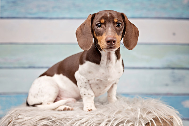 Why Dachshunds Are The Worst Breed
