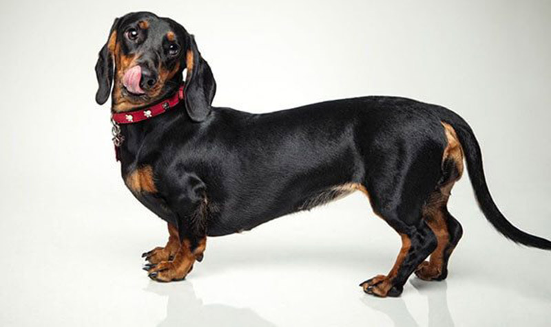 Why Are Dachshunds So Hard To Potty Train?  