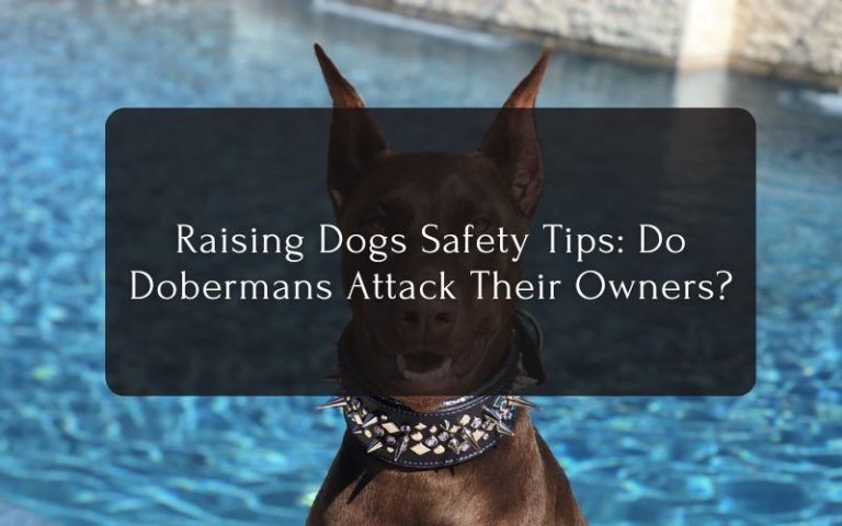 Raising Dogs Safety Tips Do Dobermans Attack Their Owners