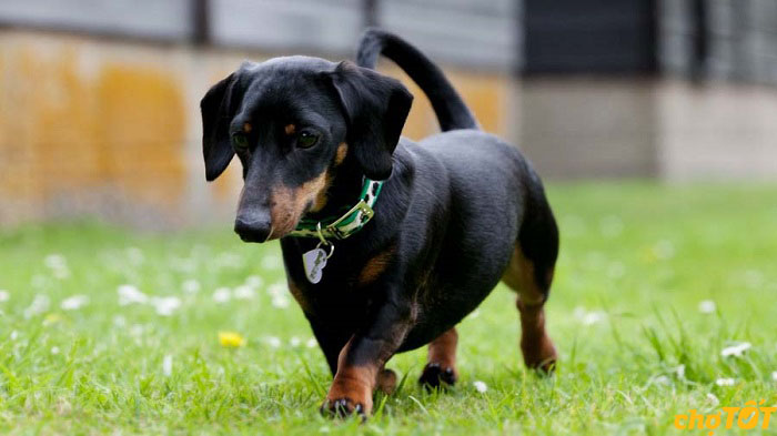 Train your dachshund not to keeps having accidents indoors