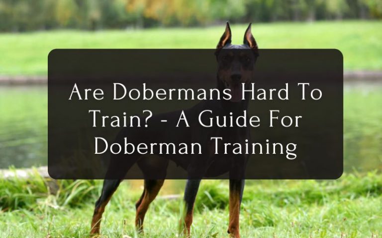 Are Dobermans Hard To Train A Guide For Doberman Training