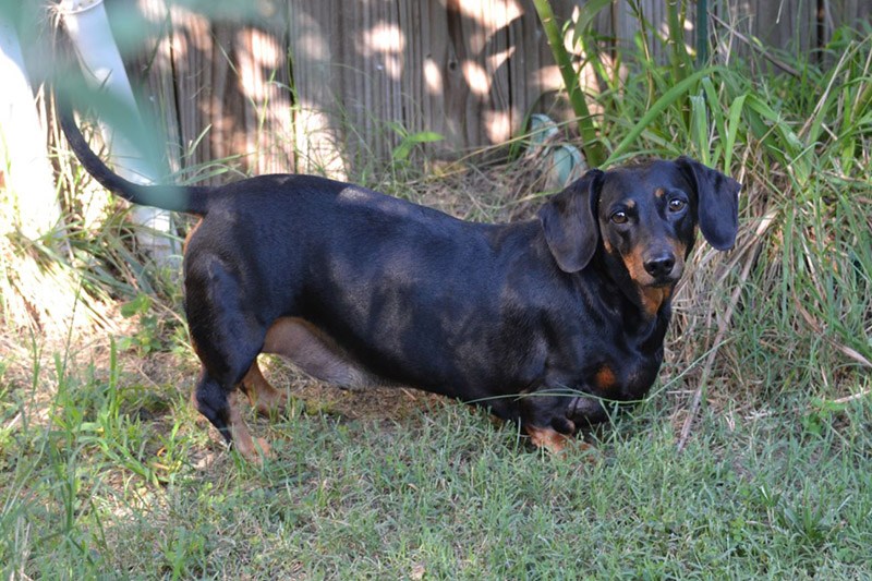 Dachshunds Are Intelligent Dog Breed