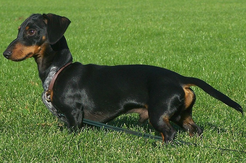 Dachshunds Are Looking For Prey By Detecting The Smell