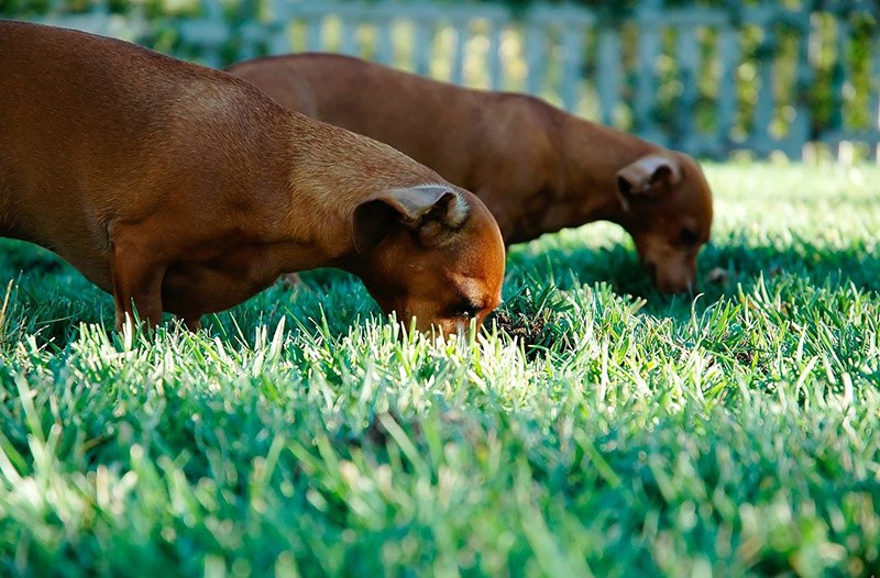 Dachshunds Trace The Smell Of Their Prey