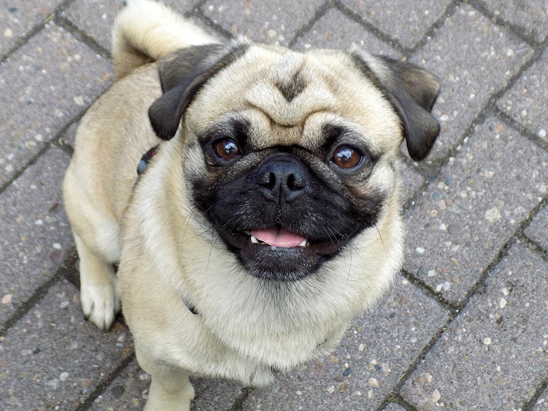 Pugs can be excited because of different reasons.