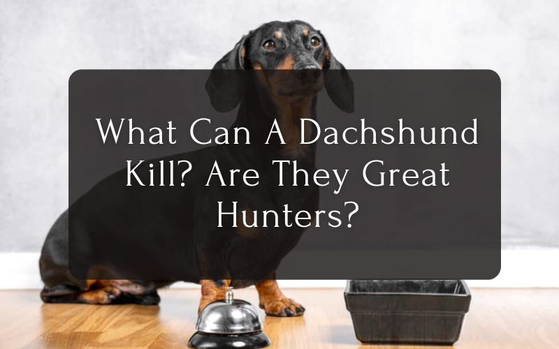 What Can A Dachshund Kill Are They Great Hunters