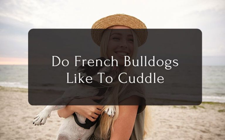 Do French Bulldogs Like To Cuddle