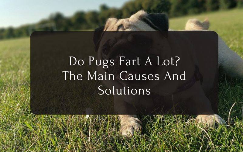 Do Pugs Fart A Lot. The Main Causes And Solutions