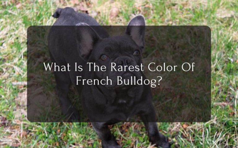 What Is The Rarest Color Of French Bulldog