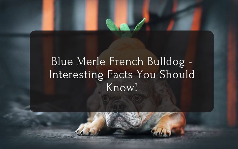 Blue Merle French Bulldog - Interesting Facts You Should Know!