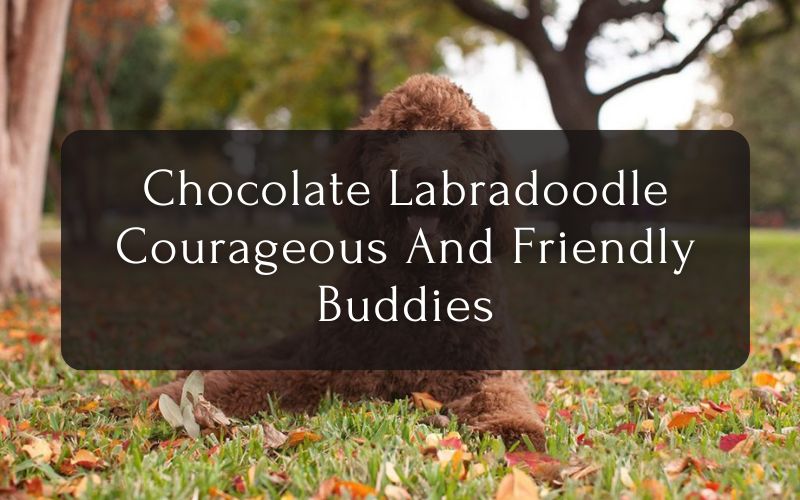 Chocolate Labradoodle - Courageous And Friendly Buddies!