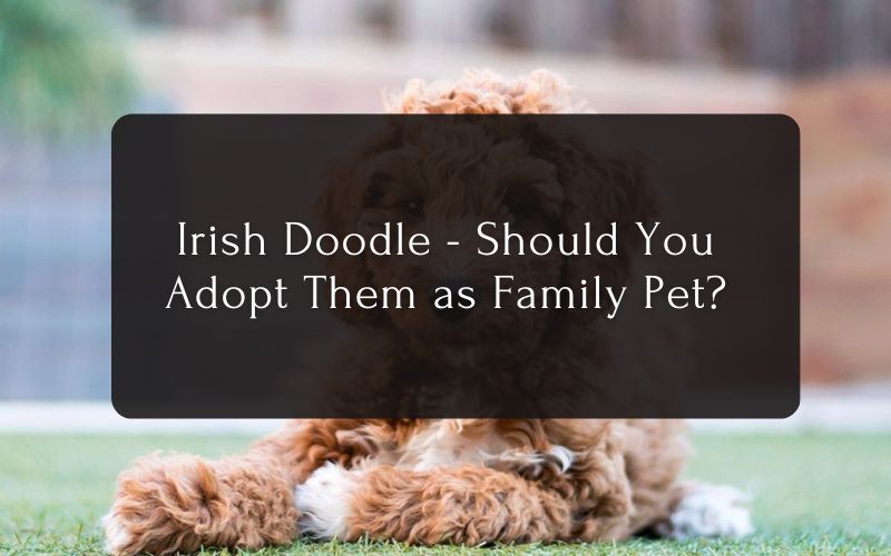Irish Doodle Should You Adopt Them as Family Pet