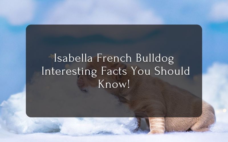 Isabella French Bulldog & Interesting Facts You Should Know!