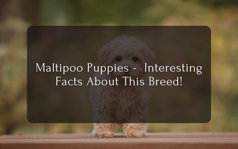 Maltipoo Puppies - Interesting Facts About This Breed!