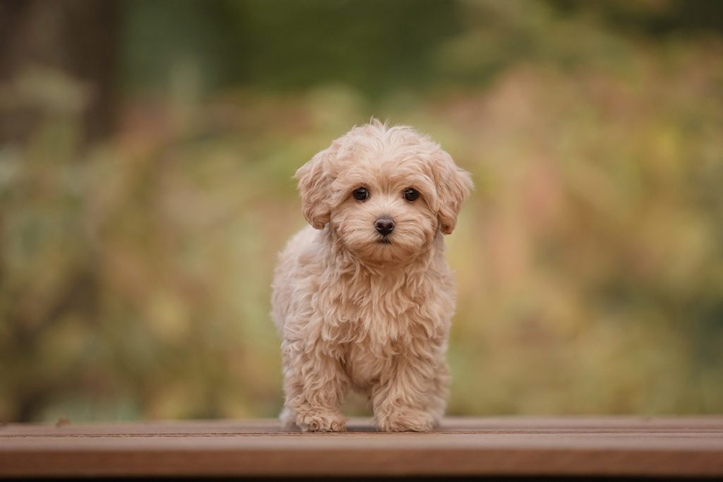 Maltipoo Puppies - Interesting Facts About This Breed!