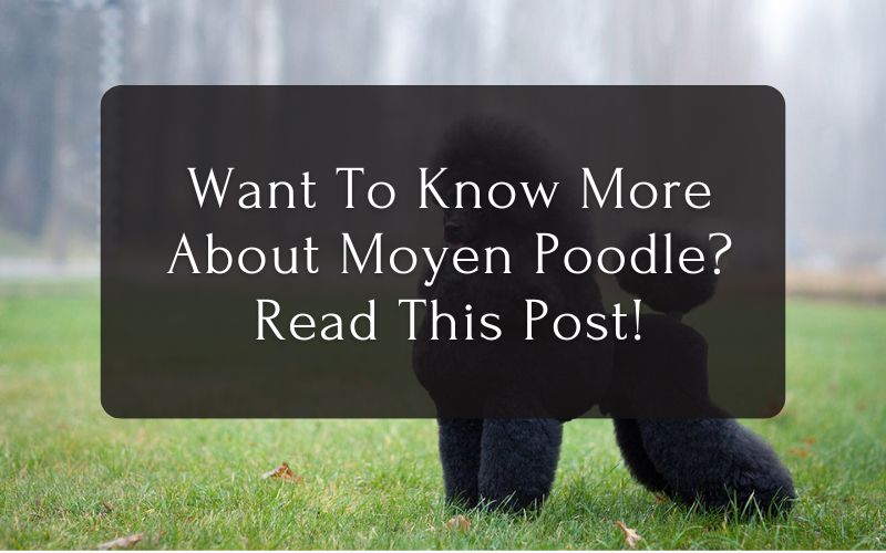Want To Know More About Moyen Poodle Read This Post!