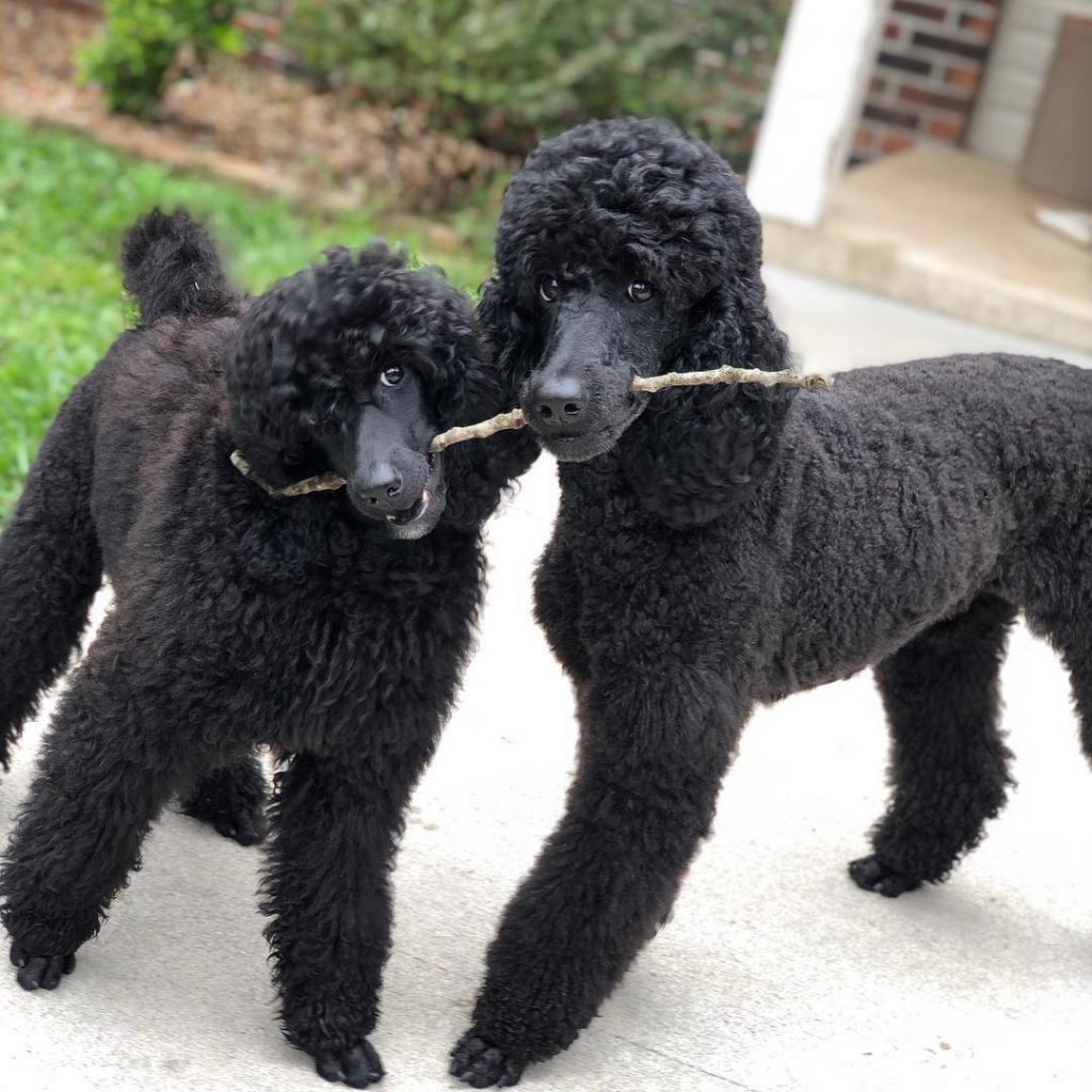 Factors to Consider when buying a Moyen Poodle puppy: