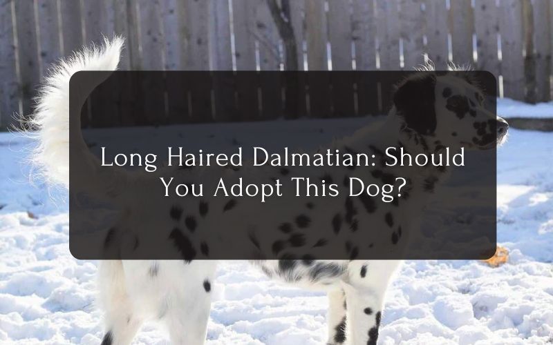 Long Haired Dalmatian
