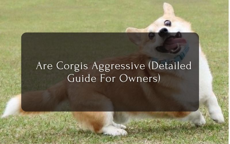 Are Corgis Aggressive (Detailed Guide For Owners)