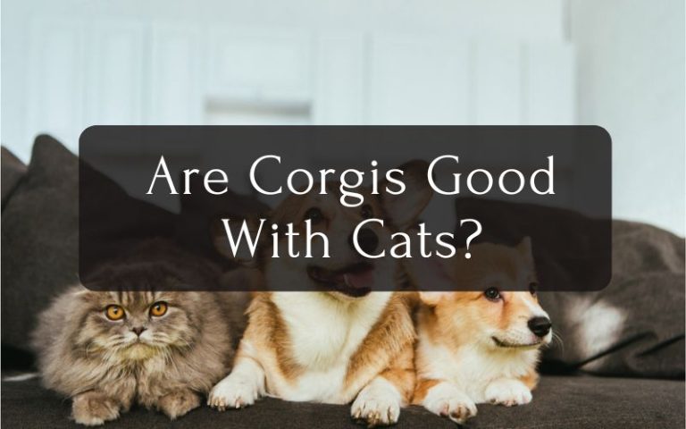 Are Corgis Good With Cats