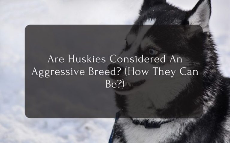 Are Huskies Considered An Aggressive Breed (How They Can Be)