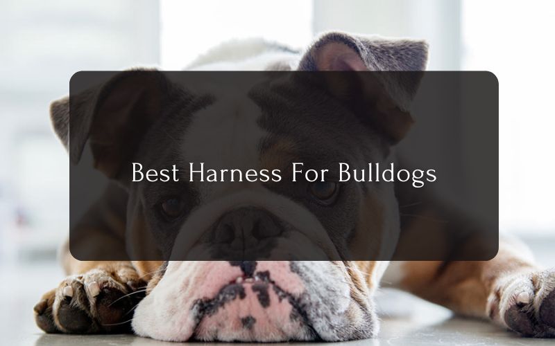 Best Harness For Bulldogs