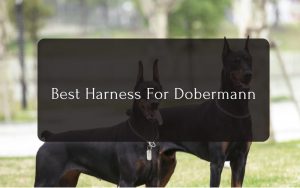 Best Harness For Dobermann