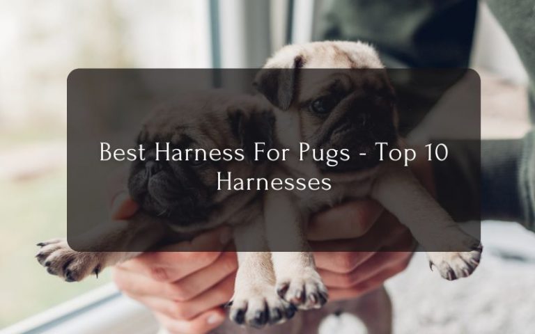 Best Harness For Pugs - Top 10 Harnesses