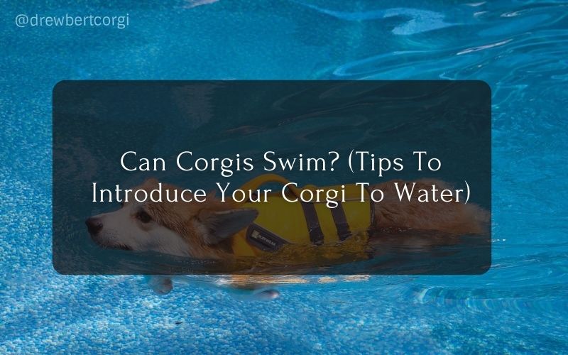 Can Corgis Swim (Tips To Introduce Your Corgi To Water)