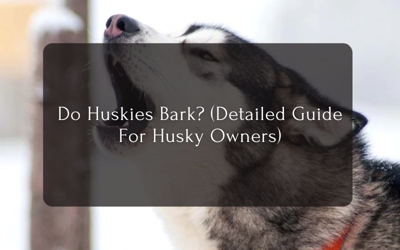 Do Huskies Bark (Detailed Guide For Husky Owners)
