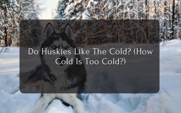 Do Huskies Like The Cold (How Cold Is Too Cold)