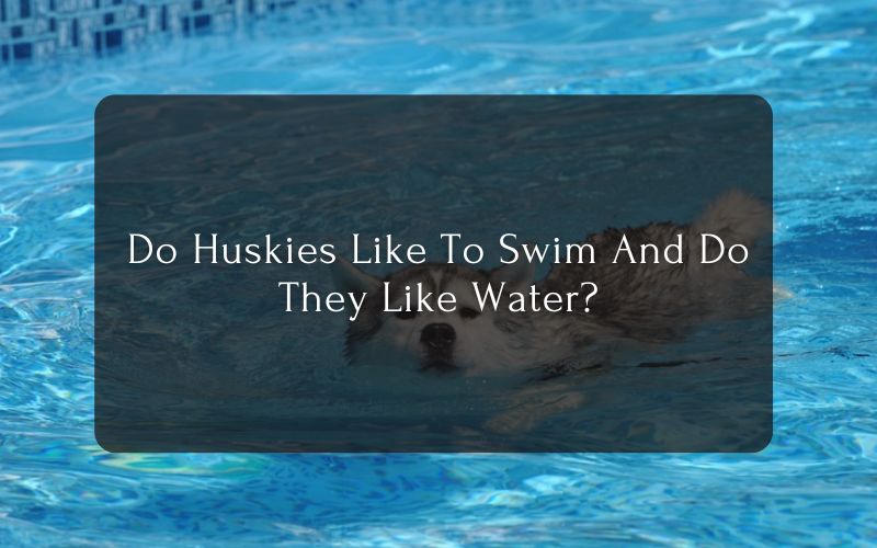 Do Huskies Like To Swim And Do They Like Water