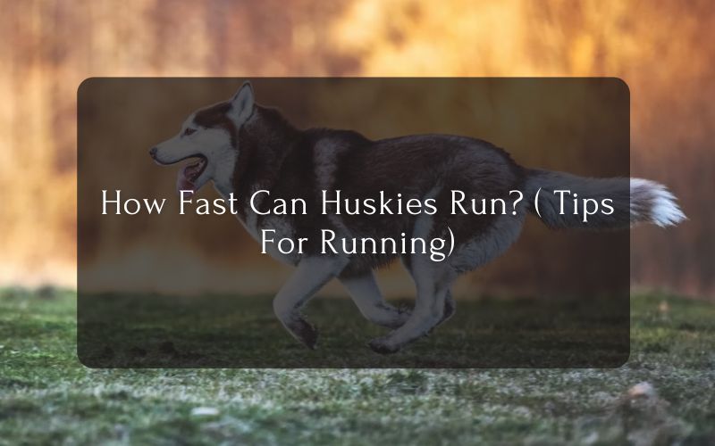How Fast Can Huskies Run ( Tips For Running)
