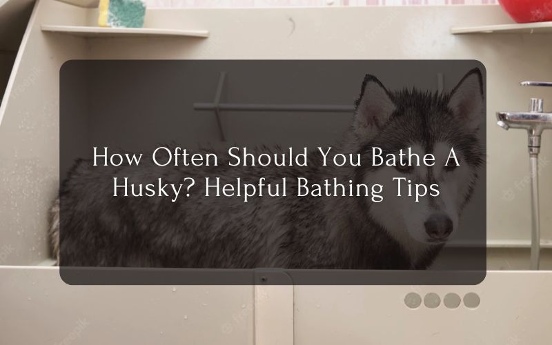 How Often Should You Bathe A Husky Helpful Bathing Tips