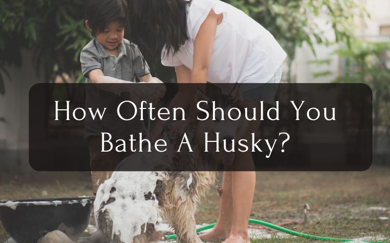 How Often Should You Bathe A Husky