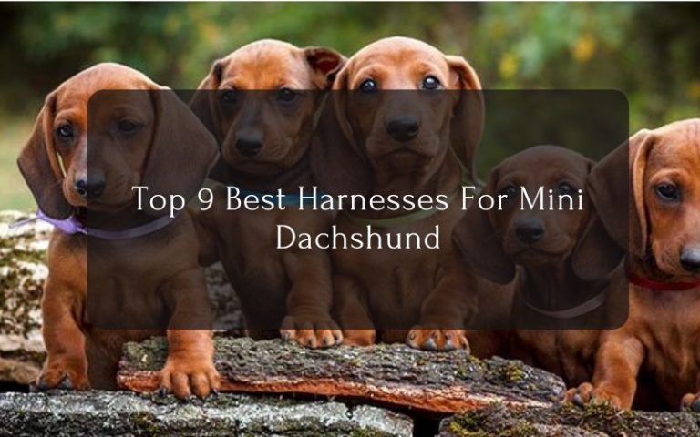 Top 9 Best Harness For Mini Dachshund
