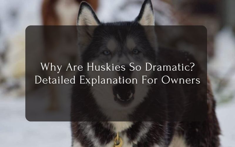 Why Are Huskies So Dramatic Detailed Explanation For Owners