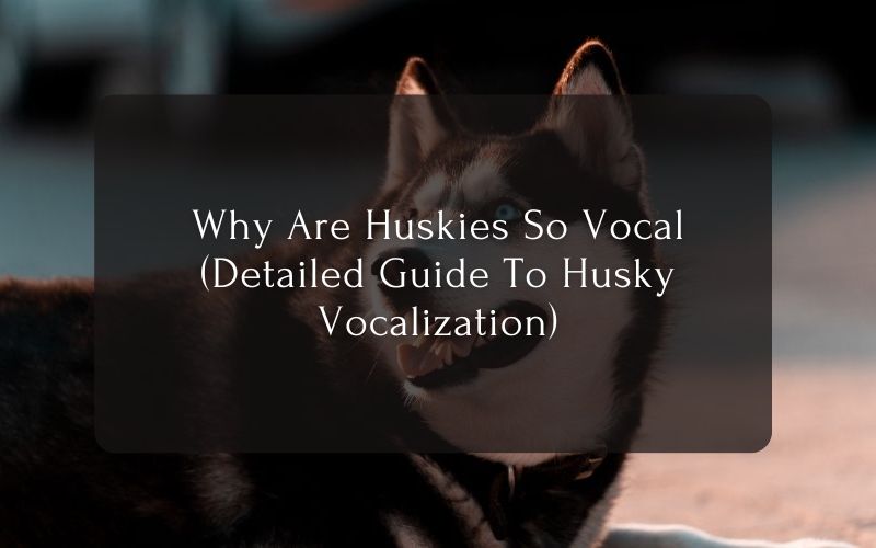 Why Are Huskies So Vocal (Detailed Guide To Husky Vocalization)