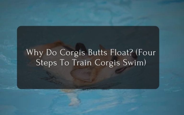 Why Do Corgis Butts Float (Four Steps To Train Corgis Swim)