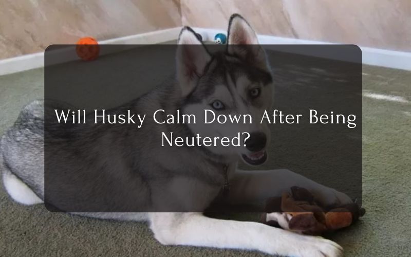 Will Husky Calm Down After Being Neutered