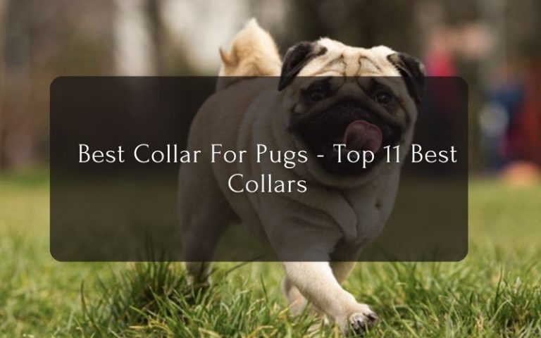 Best Collar For Pugs - Top 11 Best Collars