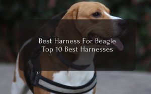 Best Harness For Beagle. Top 10 Best Harnesses