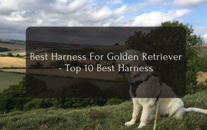 Best Harness For Golden Retriever - Top 10 Best Harness